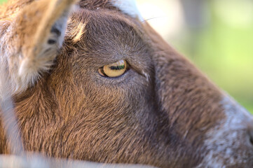 Beautiful closeup view of yellow eye of goat beside the wooden fence at Goatstown farm in Dublin, Ireland. Soft and selective focus