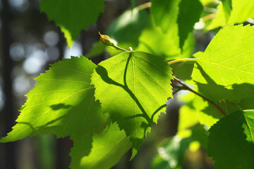 Young birch leaves in sunlight.
