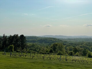 landscape with trees and clouds