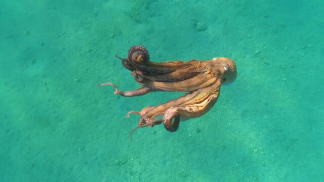 Underwater video of small octopus swimming in crystal clear exotic island bay