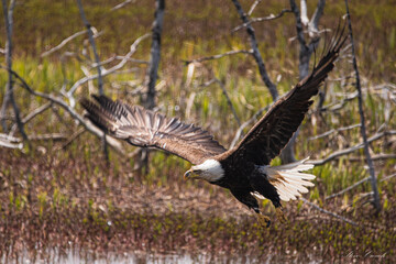 Fototapeta premium eagle in flight