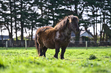 Beautiful closeup low ground view of cute dark brown shetland pony enjoying sunlight at Goatstown farm in Dublin, Ireland. Soft and selective focus. Domesticated animals