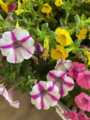 Colorful petunias