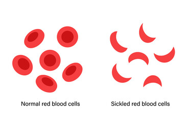 Blood structure concept