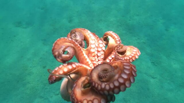 Underwater video of small octopus swimming in crystal clear exotic island bay
