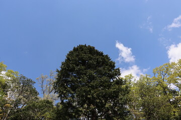 青空を背景にしたの本の美しい風景