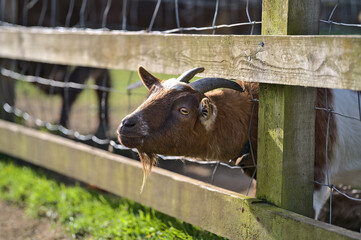 Beautiful closeup view of goat beside the wooden fence waiting for food from visitors hands at Goatstown farm in Dublin, Ireland. Soft and selective focus