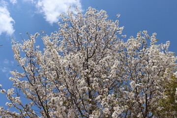 青空を背景にしたの本の美しい風景