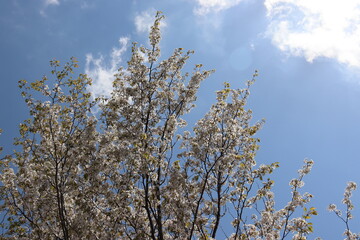 青空を背景にしたの本の美しい風景