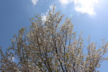 Fototapeta premium 青空を背景にしたの本の美しい風景