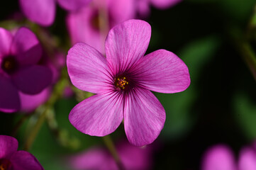 una bonita flor morada