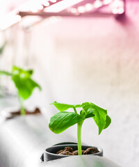 Hydroponics method of growing plants.Vegetables hydroponics farm