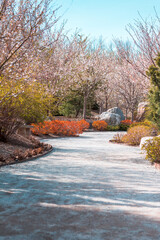 Cherry blossom trail in a garden