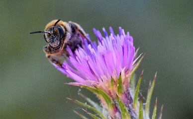 una abeja en una flor