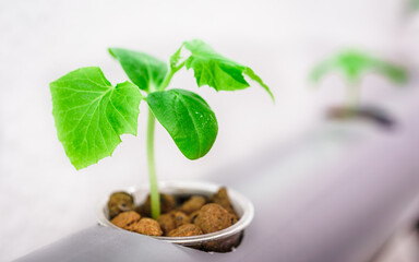 Hydroponics method of growing plants.Vegetables hydroponics farm