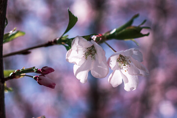 Close up shot of a pair of cherry blossoms