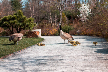 Geese chicks crossing a path in the japanese garden at the Frederik Meijer Gardens