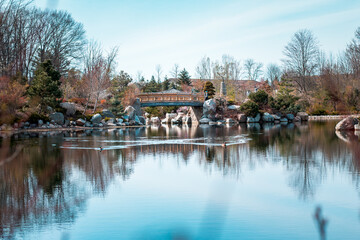 Geese swimming in front of the bridge at the japanese garden