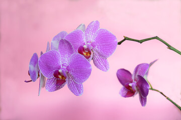Fototapeta na wymiar beautiful orchid flower isolated with defocused dots on blurred pink background