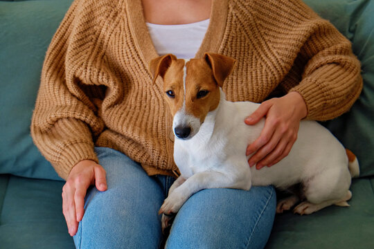 Cropped shot of adorable jack russell terrier pup sitting its female owner. Unrecognizable woman wearing knitted sweater and mom jeans with cute doggy on her laps. Close up, copy space, background.