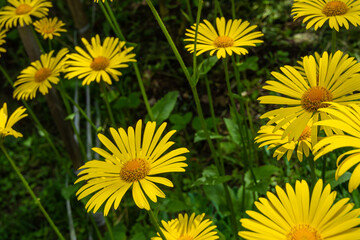 Doronicum flowering in the city garden.