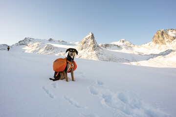 Dog with a backpack