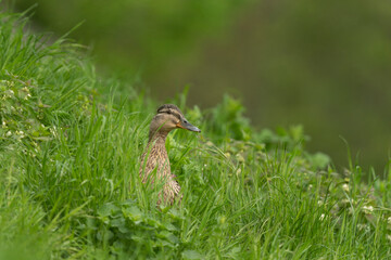 Mallards in the tall grass. Wild ducks near the river. European spring wildlife.