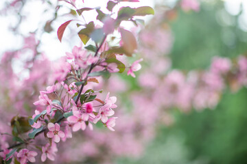 blooming apple tree branch with pink flowers