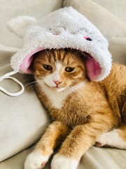 rote Katze mit Mütze 