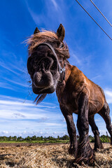 Urlaub auf der Insel: Pferd auf Schiermonnikoog, Holland, Niederlande