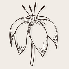 Isolated sketch of a flower Vector illustration