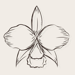 Isolated sketch of a flower Vector illustration