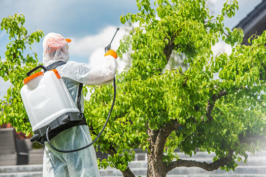 Gardener Insecticide Pear Tree Inside His Garden