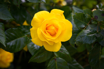 A close up view of a yellow rose in full bloom against dark green leaves of the plant