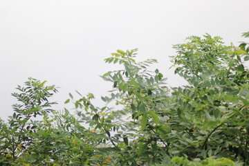 green leaves of a tree