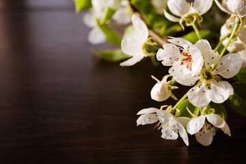 Fototapeta na wymiar White sprig of blooming apple tree close-up. Flowering period. Flower nectar. Banner or holiday certificate, copy space, text place. Gardening billboard. Tree sort. Spring time. Selection science