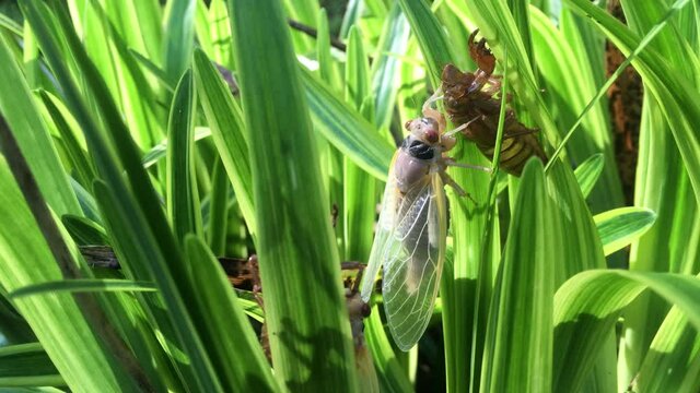 brood X cicadas emerging after 17 years and leaving their shell