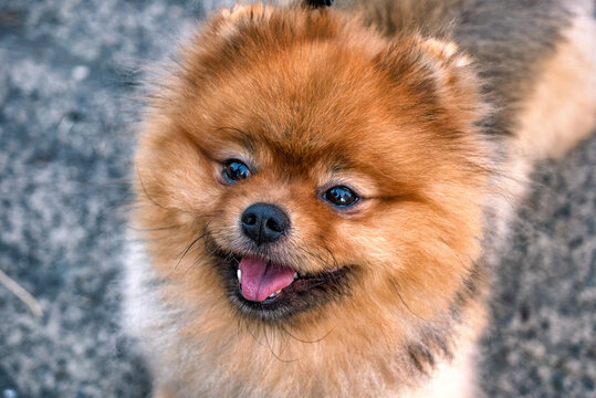 A red Pomeranian spitz dog, close up view.
