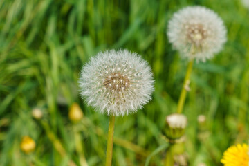 Beautiful white Dandelion on a lawn. Close up.