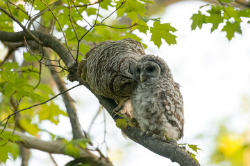 A Mother's Love - Mother and baby barred owls on a branch. The owlet is rewarded with food and affection after leaving its nest for the first time.