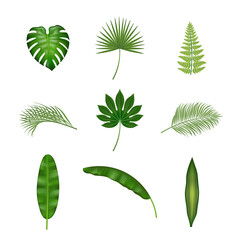 Set of isolated tropical leaves