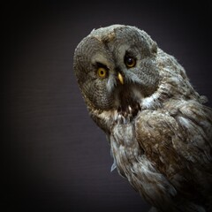 stuffed of prey bird owl close up with different eyes  on dark background