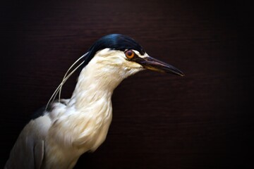 white curious bird with dark beak on blurred dark background