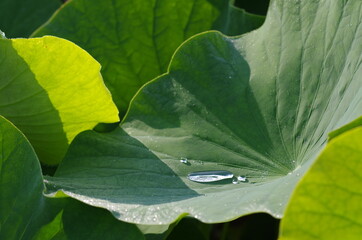 ハスの葉にたまる水滴