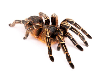 Brazilian White Stripe Tarantula (Acanthoscurria geniculata)