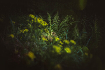 Enchanted forest, magical herbs. Green witch plants, mystical woodland