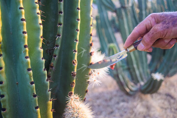Naklejka premium Signs that the producer makes to keep a record of pitayas production in Jalisco, Mexico
