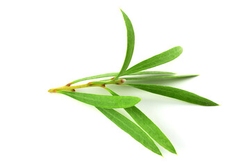 Melaleuca (Tea Tree) Fresh Twig Branch. Isolated on White Background.