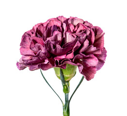 Beautiful red pink carnation flower bud isolated on white background
