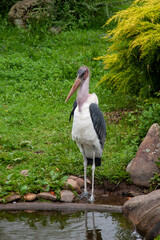 heron birds in nature landscape